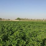 افزایش سطح زیرکشت کنجد در بهشهر