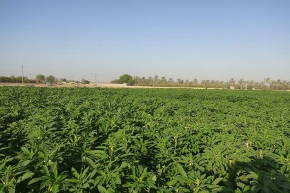 افزایش سطح زیرکشت کنجد در بهشهر