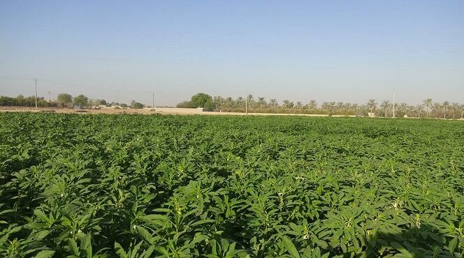 افزایش سطح زیرکشت کنجد در بهشهر