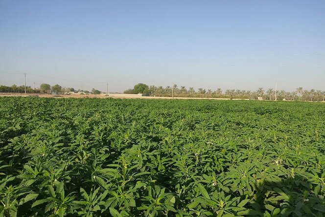 افزایش سطح زیرکشت کنجد در بهشهر