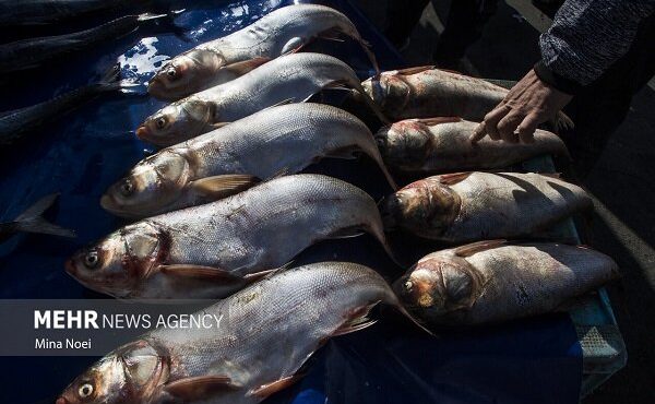 بازاریابی و بازاررسانی محصولات شیلاتی باید تقویت شود