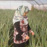 لزوم افزایش سهم بانوان کارآفرین در توسعه کشاورزی استان اردبیل