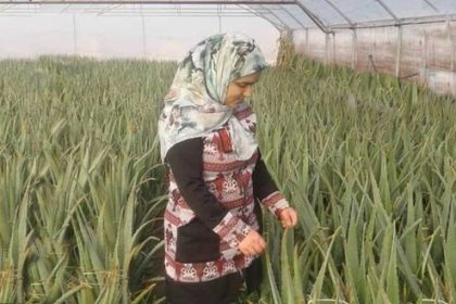 لزوم افزایش سهم بانوان کارآفرین در توسعه کشاورزی استان اردبیل