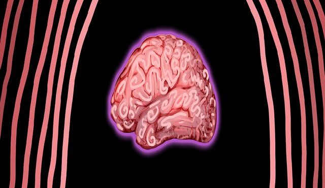 میکروب‌های مادر بر رشد مغز جنین تاثیر دارند