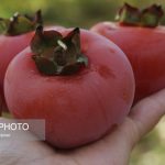 آغاز برداشت ۷ تُن خرمالو از باغات قزوین