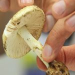 قارچ‌های روییده در طبیعت؛ زیبایی خطرناک پاییز و زمستان