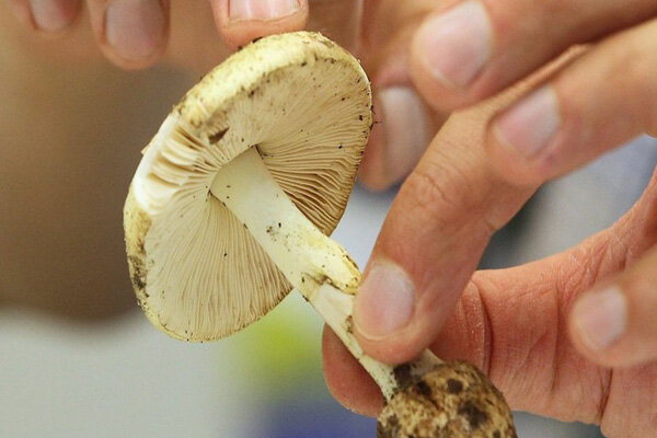 قارچ‌های خودرو در طبیعت تهدیدی جدی برای سلامت در فصل پاییز و زمستان