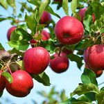 ۱.۴ میلیون سیب از باغات آذربایجان غربی برداشت می شود
