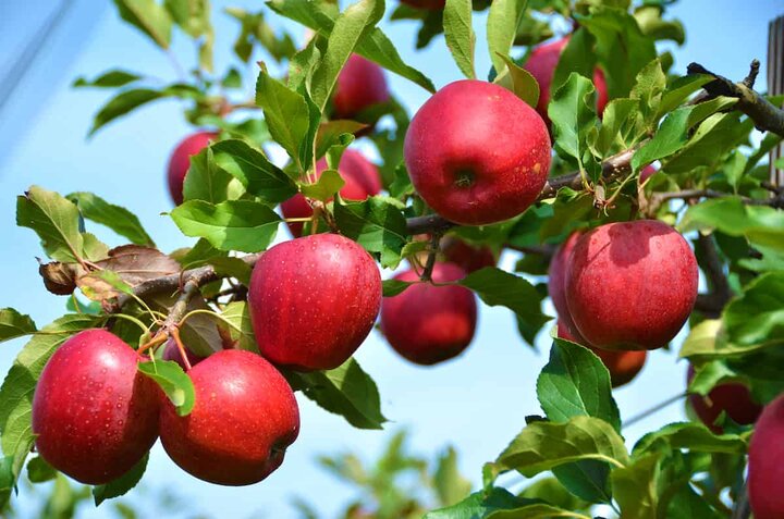 ۱.۴ میلیون سیب از باغات آذربایجان غربی برداشت می شود